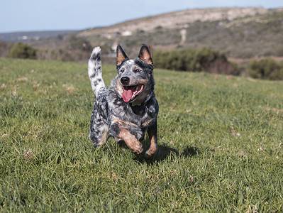 A Australian Cattle Dog Prices in 2024: Purchase Cost, Vet Bills, and More!