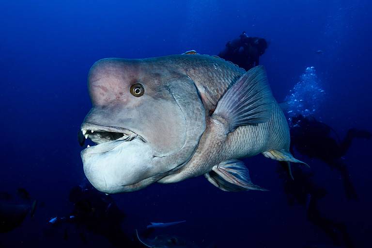 Portrait Close up Fish Face Asian Sheepshead Wrasse Underwater in Chiba, Japan