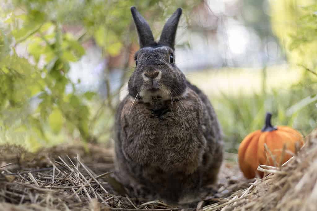 Small gray rabbit with pumpkin soft light selective focus shallow DOF