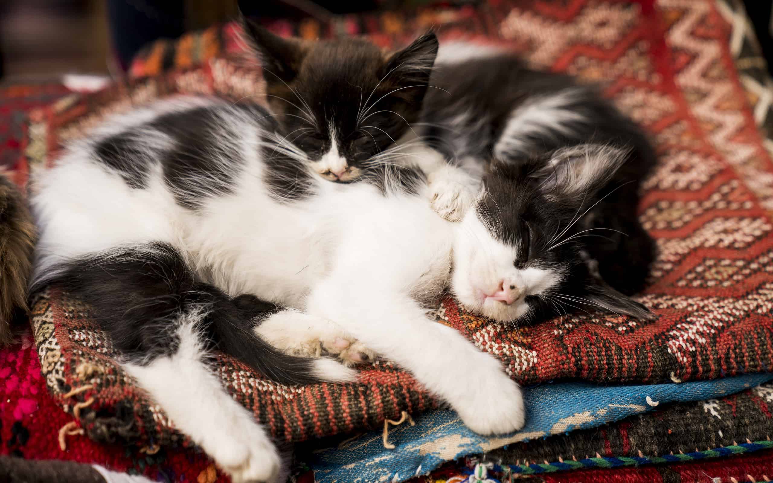 Two polydactyl kittens sleep together
