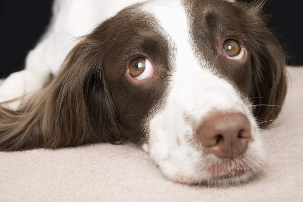What Health Issues Affect a Springer Spaniel's Lifespan?