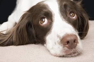 Grooming your English Springer Spaniel: 6 Steps Picture