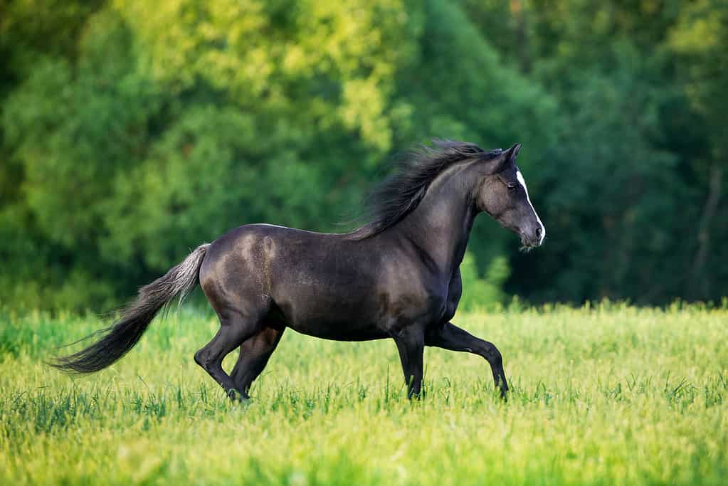 Black elegance horse running outdoors in the field.