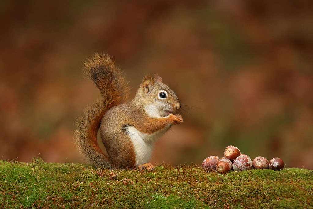 American red squirrel with Acorns