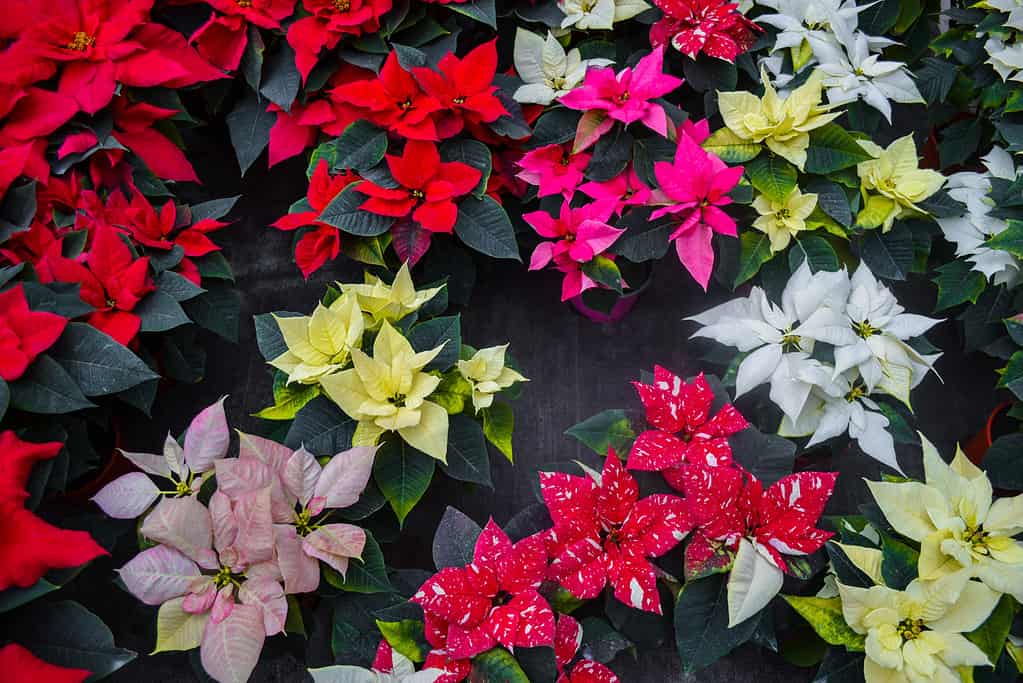 Carpet of colorful bright colors poinsettia red, yellow, orange, white, two-color, variegated leaves. Different varieties are presented. Christmas sale in greenhouse, flower shop. Festive background