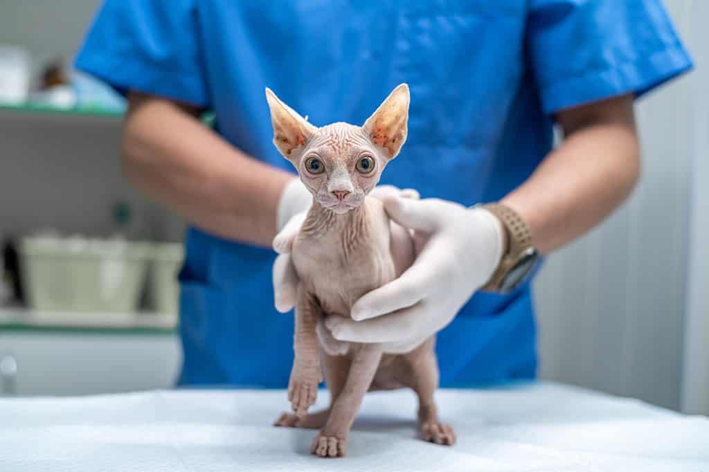 veterinarian examining sphinx cat on the table in the clinic