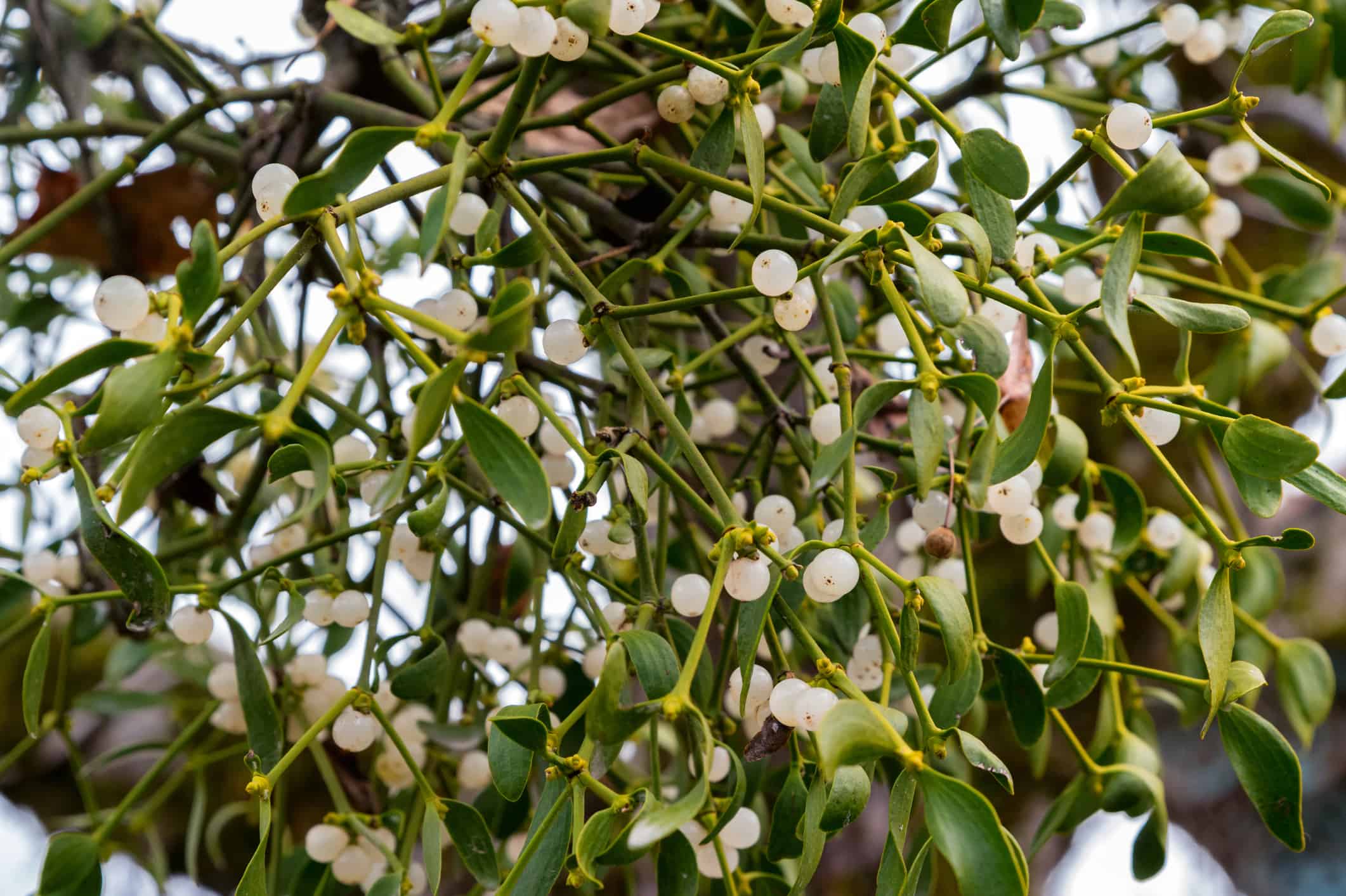 Branch of mistletoe or viscum with white fruits.