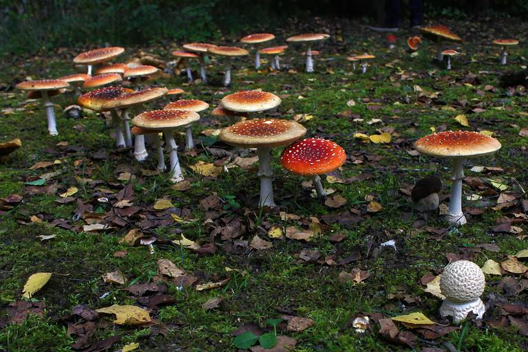 Fairy ring of death cup (fly agaric) mushrooms