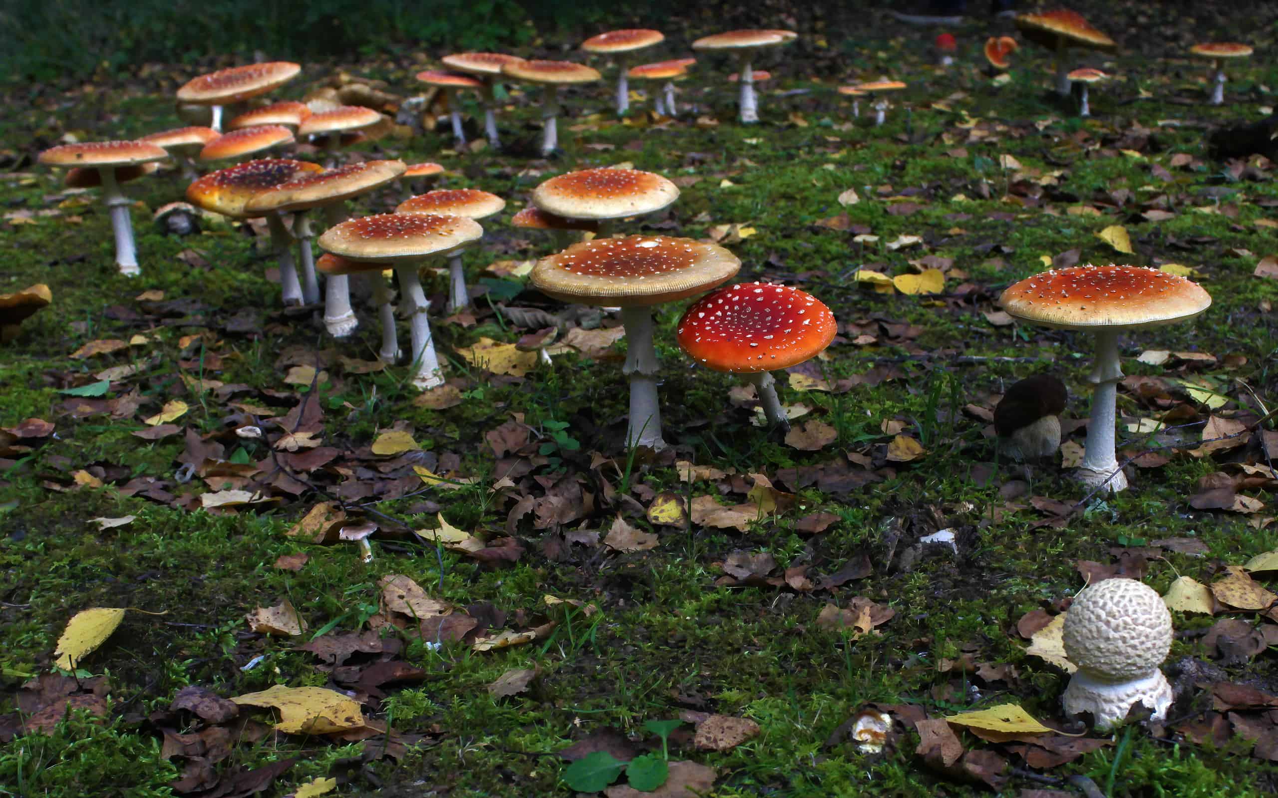 Fairy ring of death cup (fly agaric) mushrooms