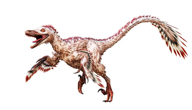 Running Velociraptor mongoliensis isolated on white background. Theropod dinosaur with feathers from Cretaceous period scientific 3D rendering illustration