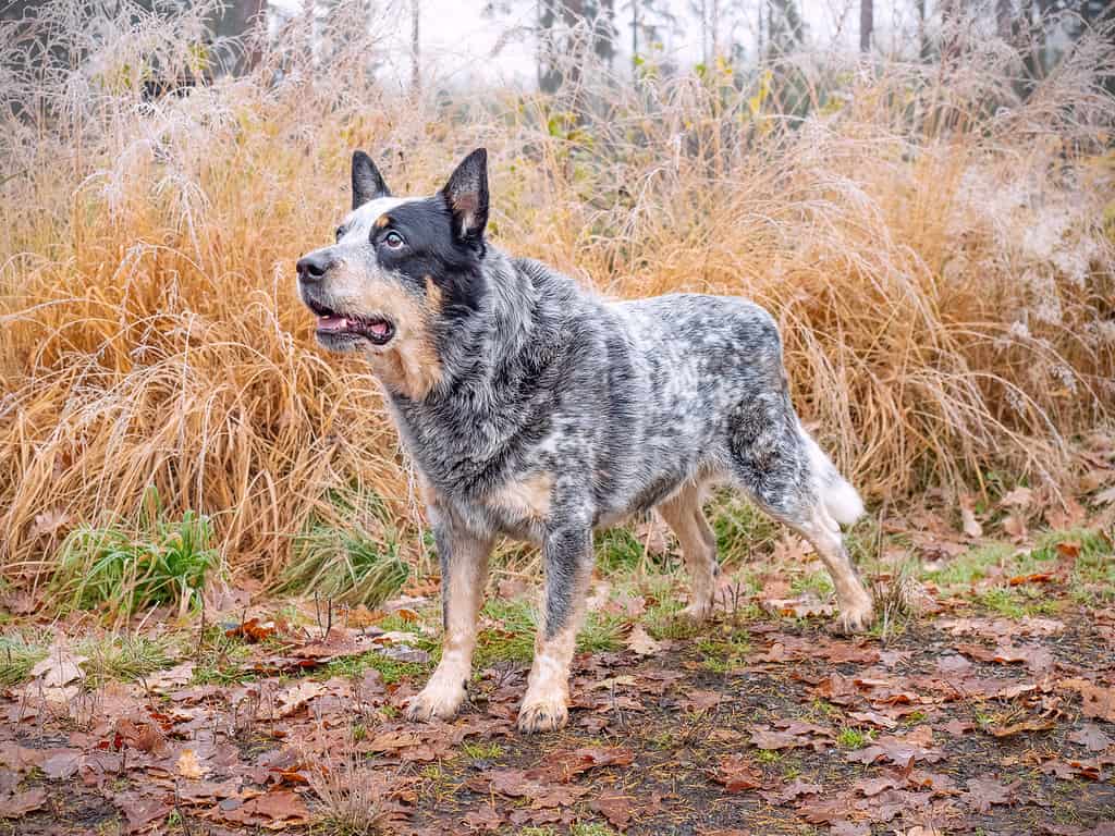 Australian cattle dog on muddy forest path with colorful leaves.  Australian Cattle Dog in forest. Dog standing in water with autumn forest background,