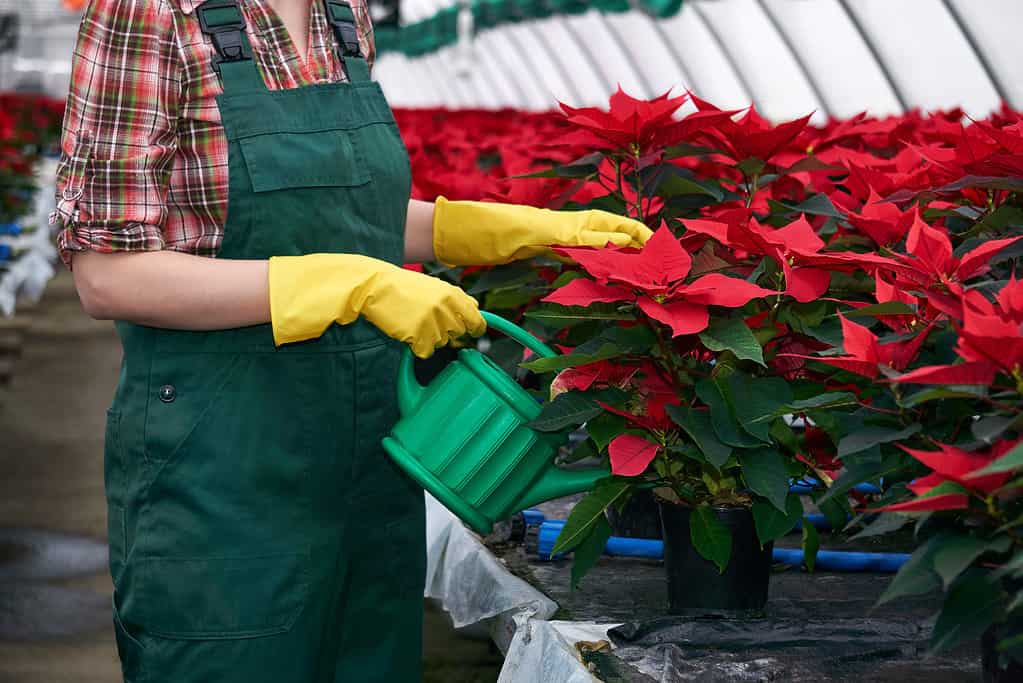 woman florist in a greenhouse takes care of poinsettia flowers, adding fertilizing to the soil