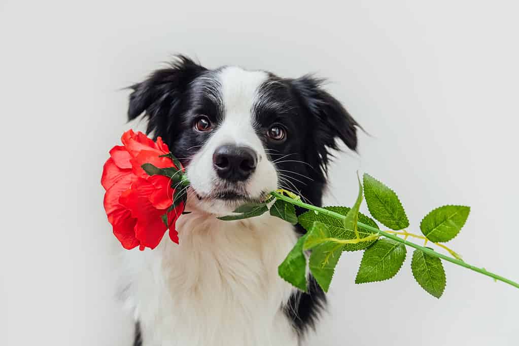 Funny portrait cute puppy dog border collie holding red rose flower in mouth isolated on white background.