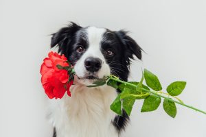 Explore the Best 200+ Flower Dog Names Picture