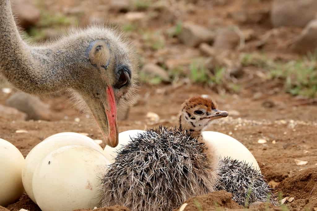 Ostrich Father with Baby 7380