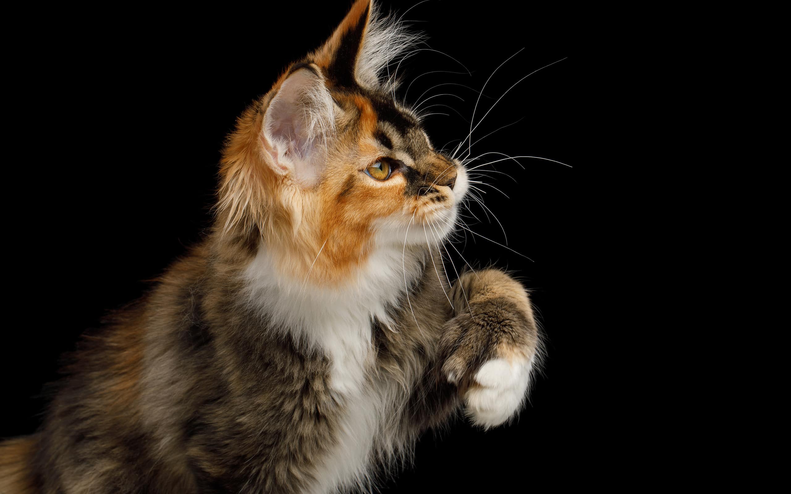 Maine Coon cats may have an advantage with their polydactylism