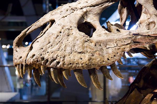 8 of Most Complete Dinosaur Fossils Ever Discovered - A-Z Animals