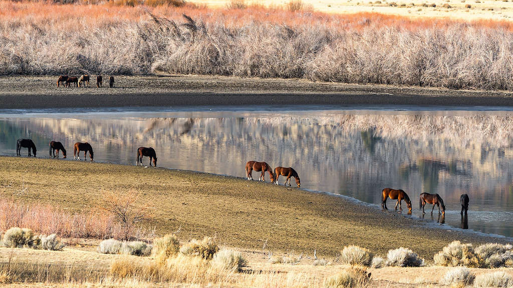 Wild Mustang Horses in near a lake