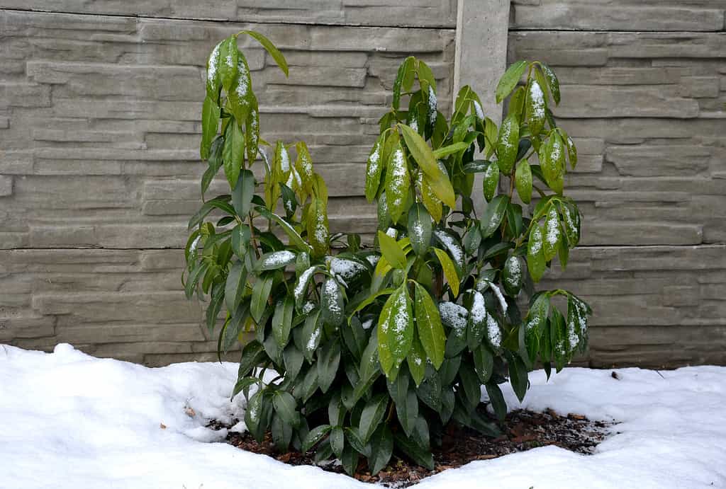 a hardy species that has all the attributes of previously delicate cultivars: it is tall, has large leaves of  pleasant color, grows quickly and is surprisingly very hardy  large-leaved laurel