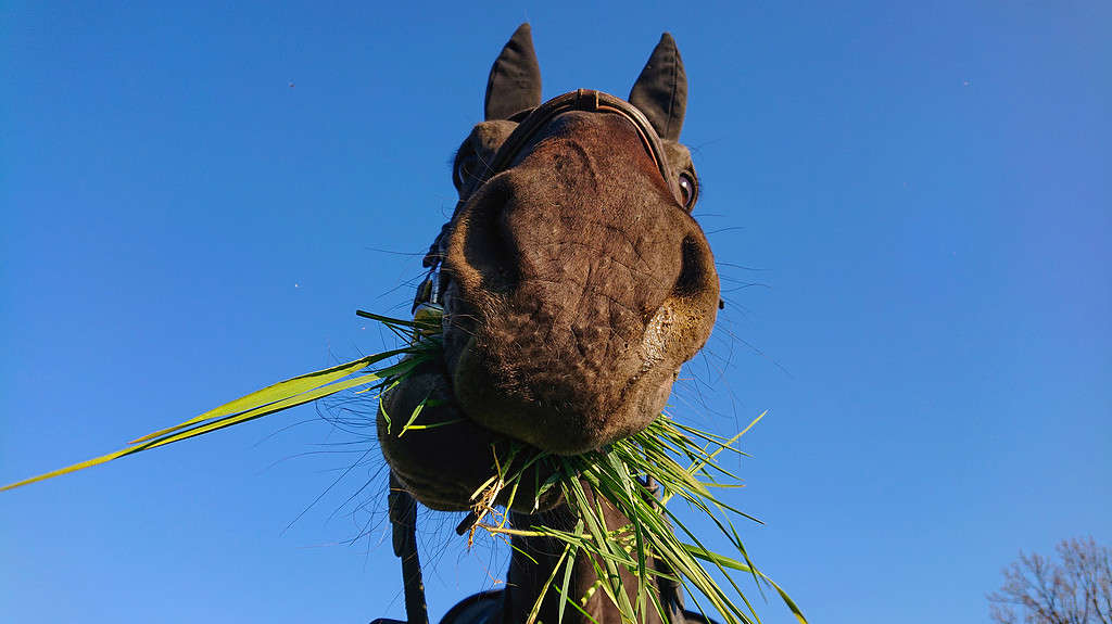 PORTRAIT: Curious brown colt looks into camera while grazing on a sunny day.