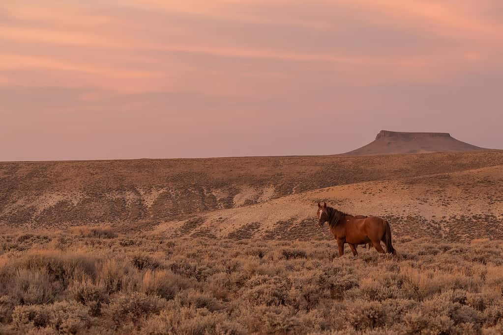 Wild Horse in the Red Desert Wyoming