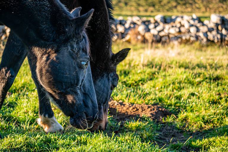 Blind horse. Eye cataract. Two horses grazing on the meadow in sunny day in Switzerland.