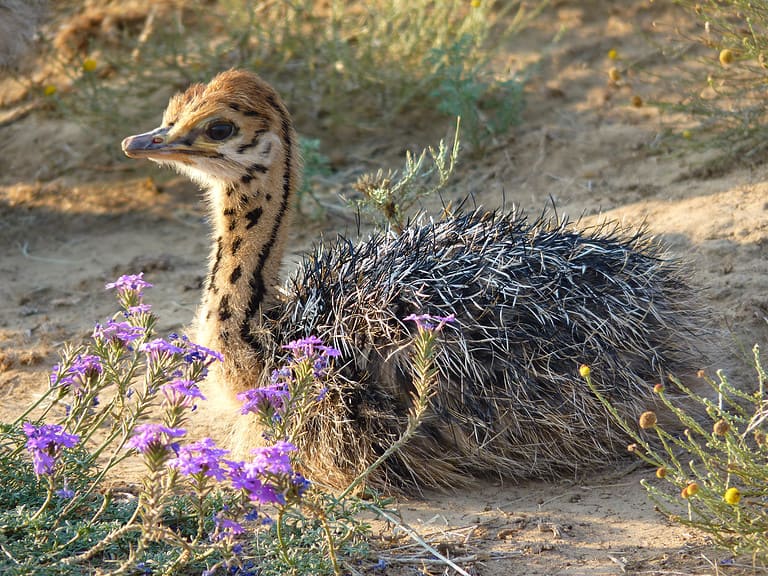 Ostrich baby 1080703