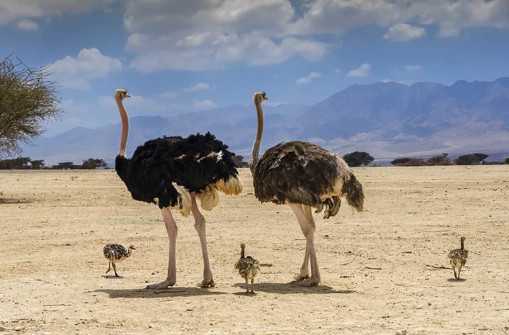 Family of African ostrich (Struthio camelus) in nature reserve, Middle East