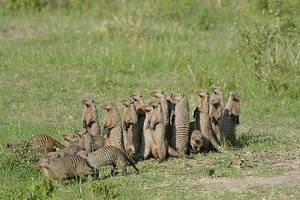 Mob of Mongooses Steals a Meal From a Much Bigger Baboon Picture