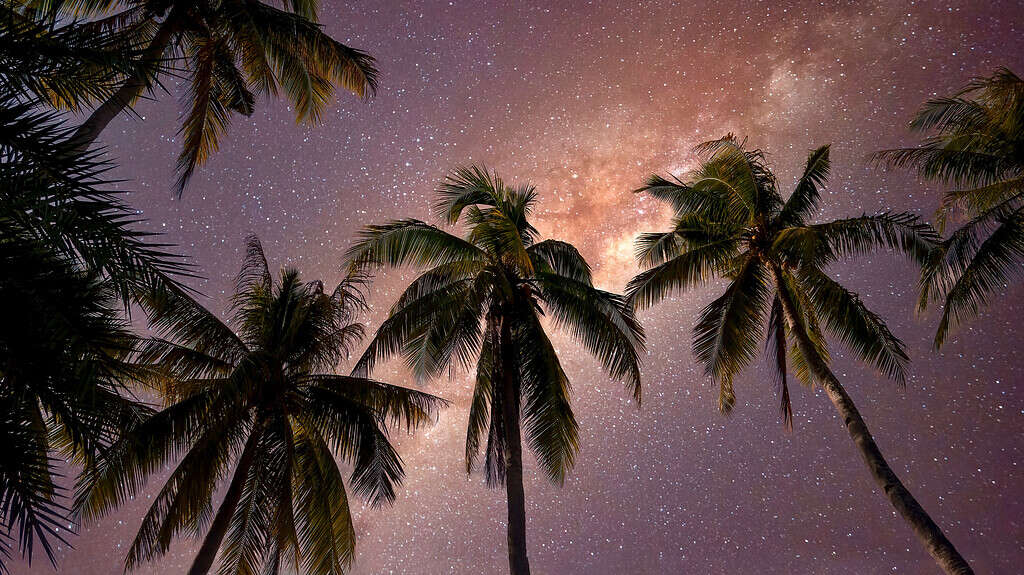 A beautiful tropical night scene, with palm trees silhouetted against the Milky Way. 
