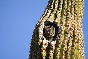 5 Animals That Make Homes in Cacti Picture