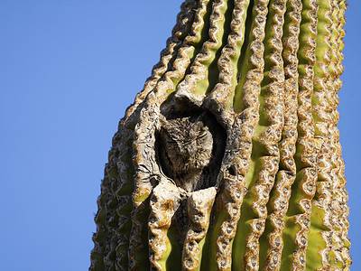 A 5 Animals That Make Homes in Cacti