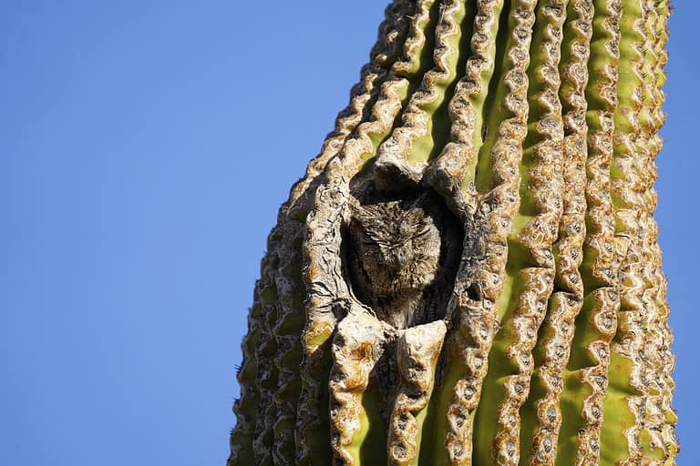 Cacti or Cactuses: Which Plural Form of Cactus Is Correct? - A-Z Animals