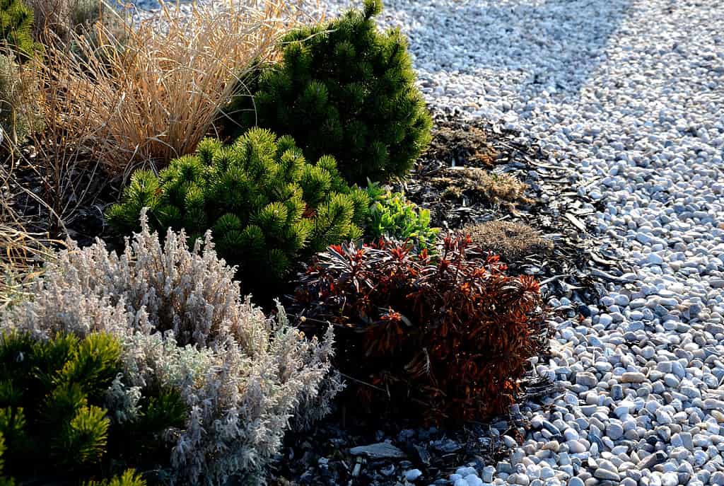 low size pine and yellow perennial flowers in the pebble flowerbed blooms in early April and is usually attached to the rock by gray rhinestones quartz bark mulch, dry grases, gray lavaender