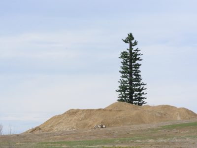 A Why Are Cell Towers Disguised As Trees?
