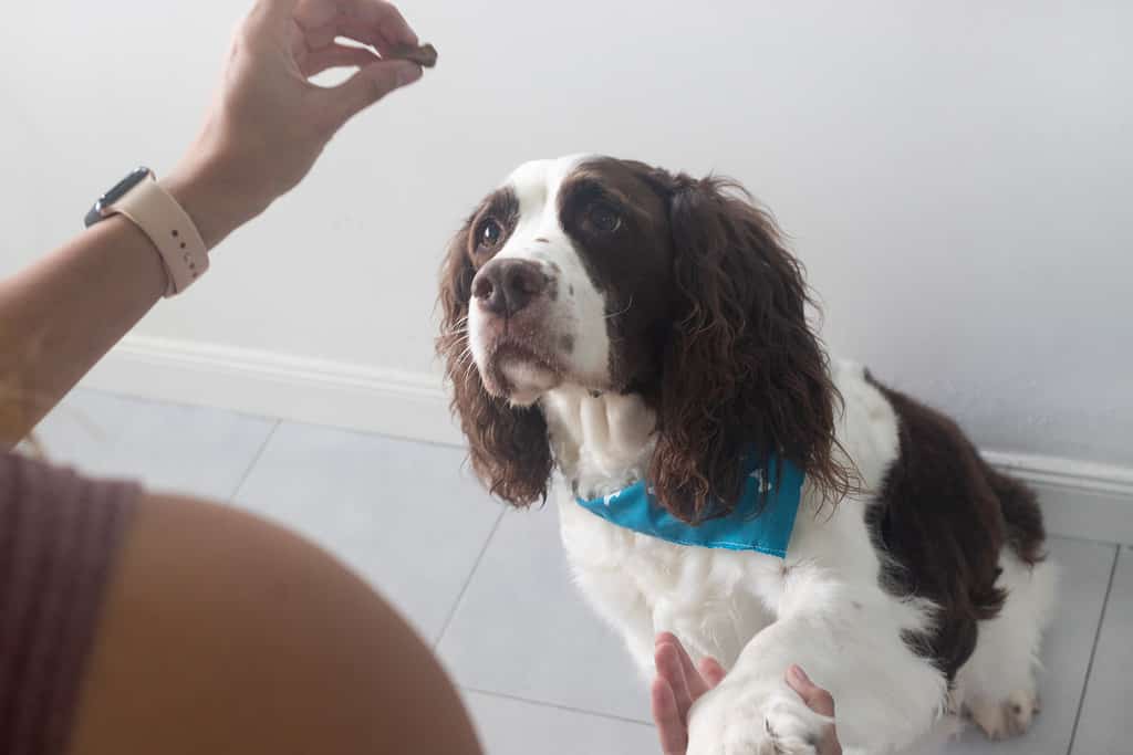 Are English Spaniels the most troublesome dog
