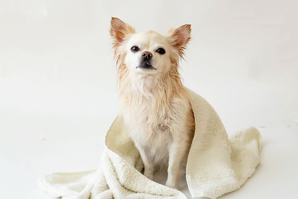 Cute wet Chihuahua after a bath sits wrapped in a towel, isolated on a white background. Washing your pet.
