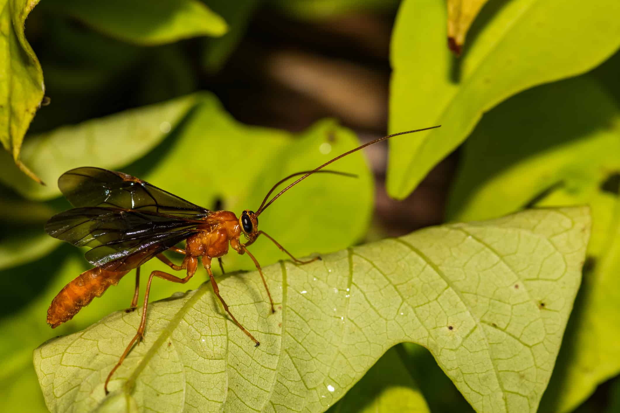 Parasitoid Wasp from the Braconidae Family
