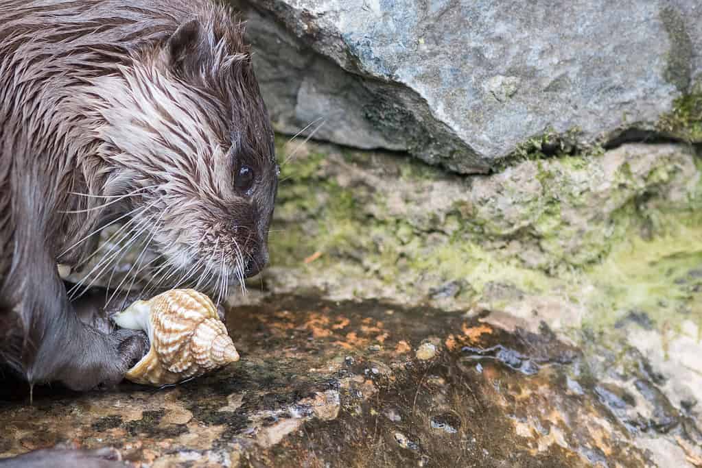 Otter playing with a sea shell. Close-up of river animal face.
