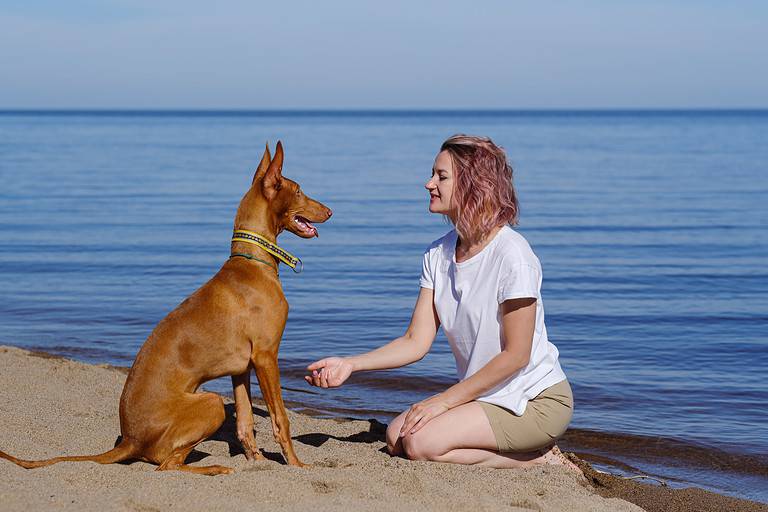 The pharaoh breed greyhound dog with the female owner plays and walks in nature. Seaside. Daytime blue sky. Friendship between animal and human.