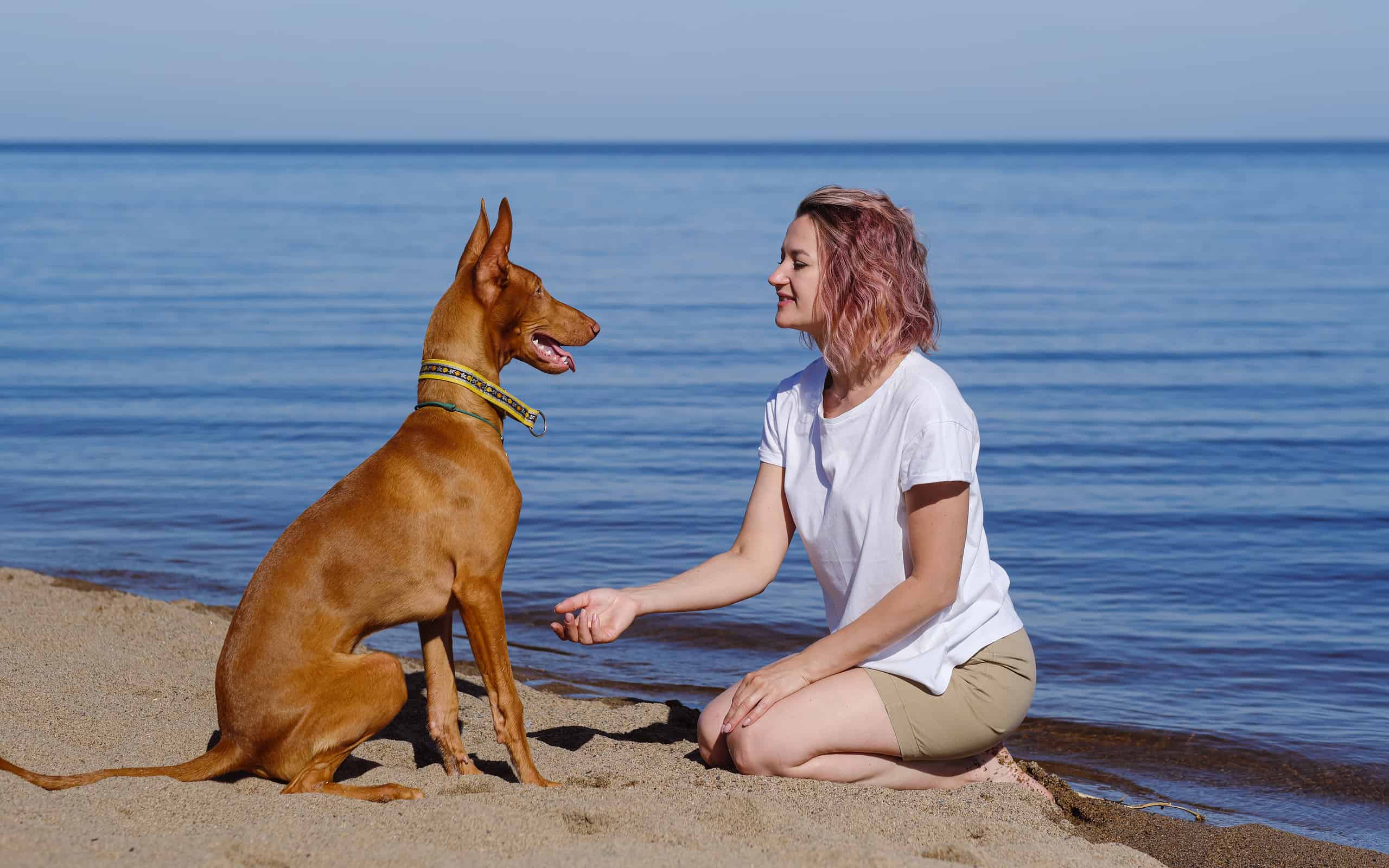 The pharaoh breed greyhound dog with the female owner plays and walks in nature. Seaside. Daytime blue sky. Friendship between animal and human.