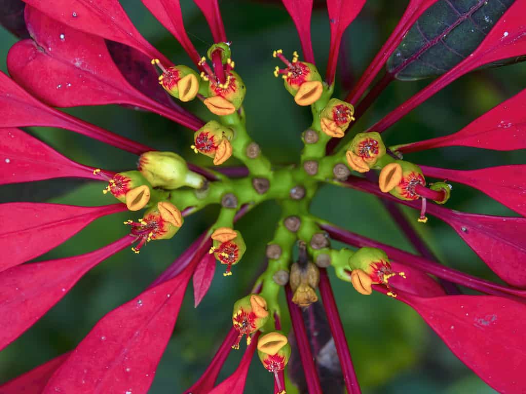 Macro photography of poinsettia flower cluster