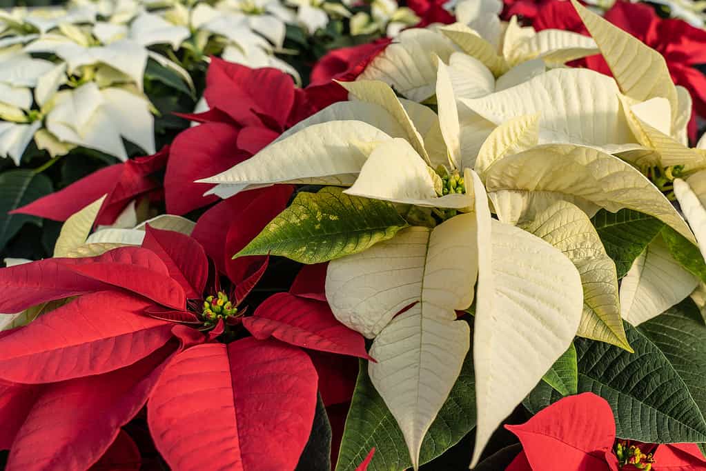Red and White Poinsettia at Greenhouse