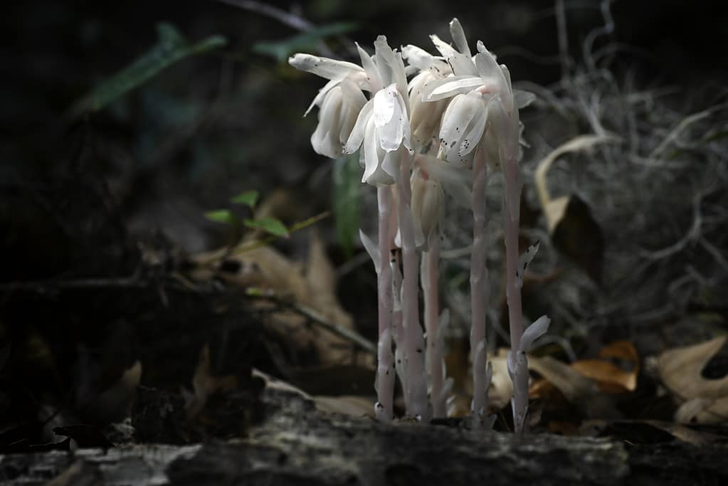 Monotropa Uniflora, the ghost pipe, is an obligate parasite. It cannot photosynthesize.