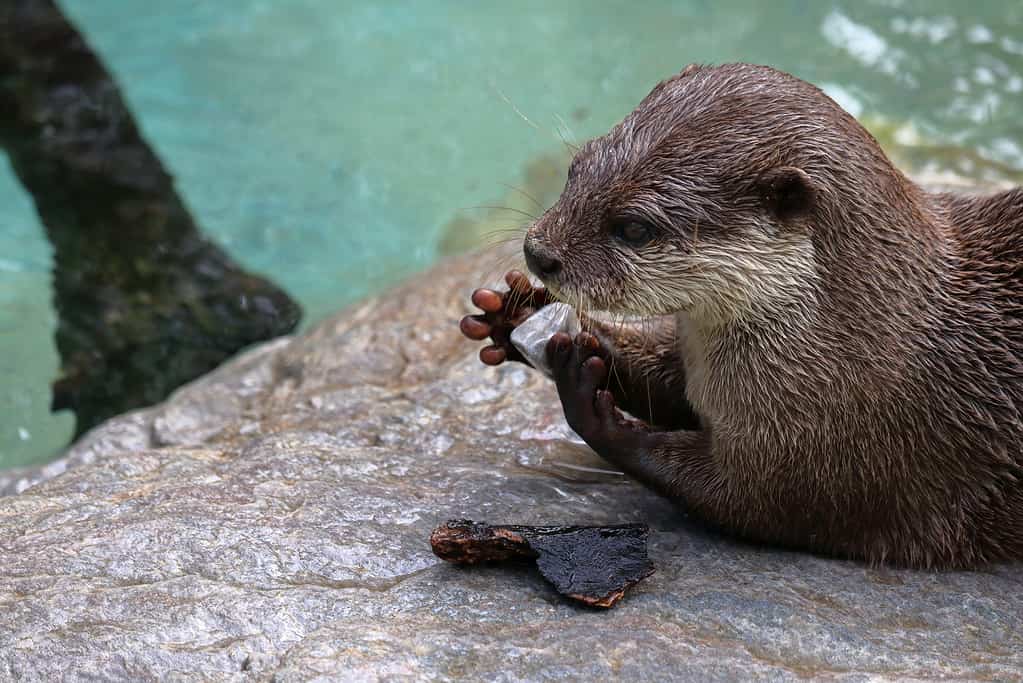 Oriental small-clawed otter, Play with pebbles,autumn