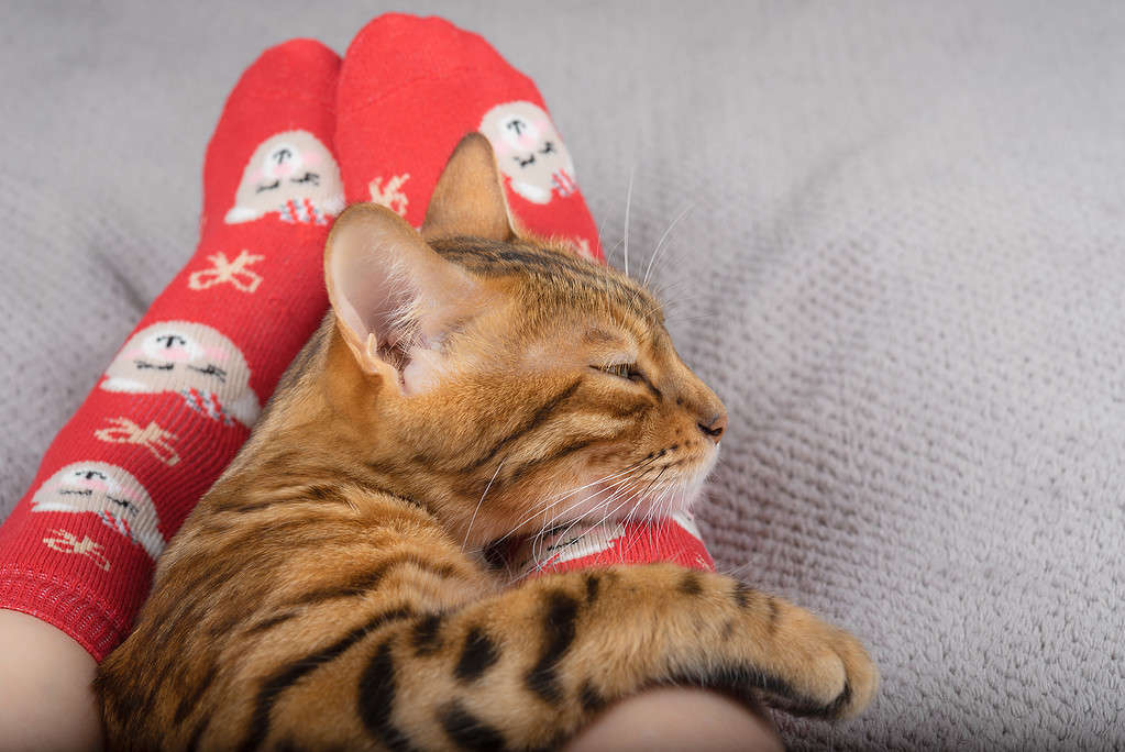 A young Bengal cat lies at the feet of a girl in Christmas socks.