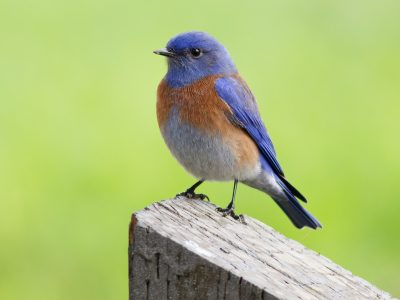 A 7 Plants That Attract Beautiful Bluebirds to Your Yard