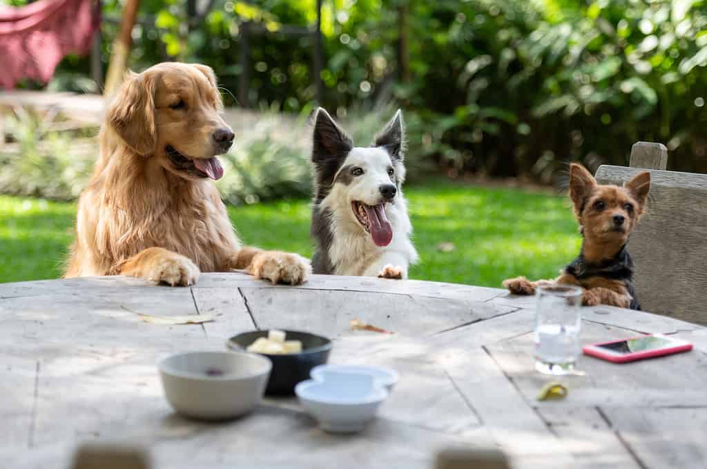 dogs at the table, waiting for the meal, outside