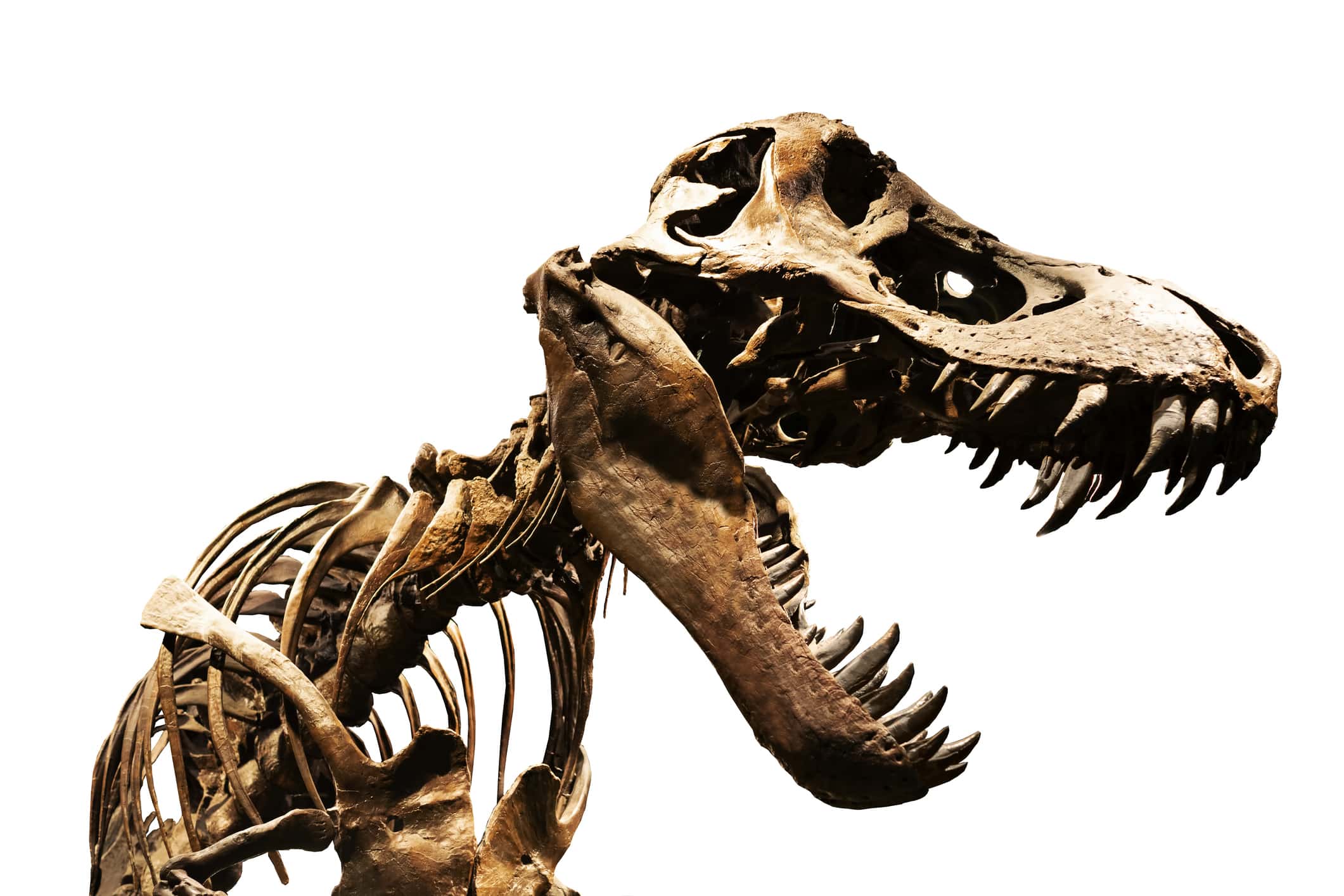 dinosaur skeleton white background isolated