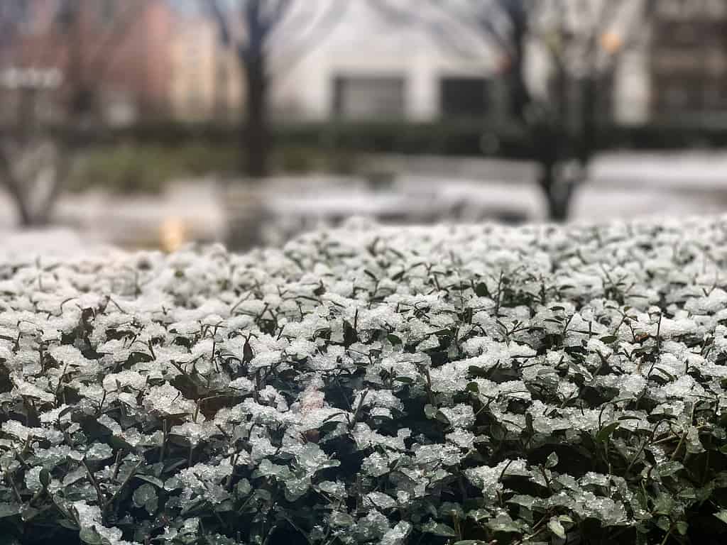 Snow falling in Atlanta during Winter Storm Izzy